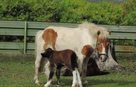 Miniature Mule Foal Crop October 2013