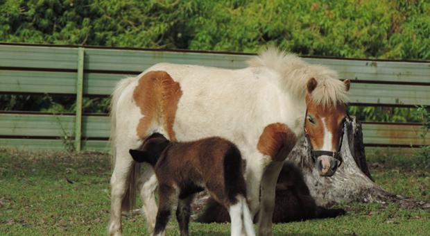 Miniature Mule Foal Crop October 2013